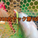 【釣行】カヤック第16戦-ようやくバズシーズン開幕-
