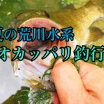【釣行】2018年8月 荒川水系おかっぱり-スモちゃんに癒してもらう-